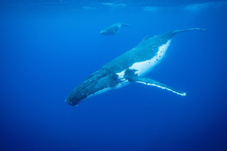 Mère et baleineau à bosse nageant en Bretagne. Observation des baleines.