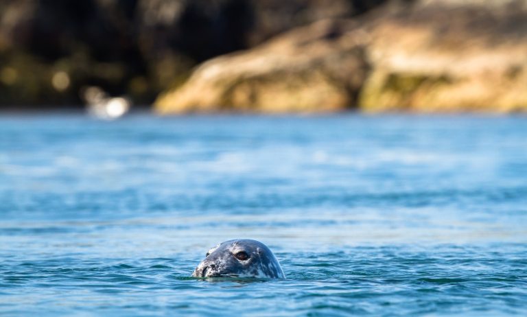Tête de phoque gris remontant à la surface de l'eau en Bretagne.